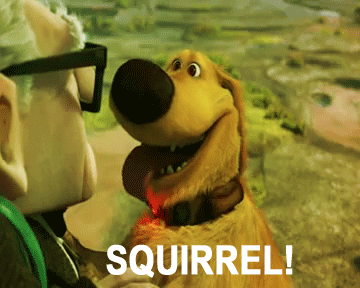 UP-squirrel-dog-animated-gif.gif